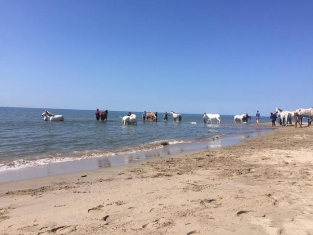 La Salamandre De Camargue 萨林德吉罗 外观 照片